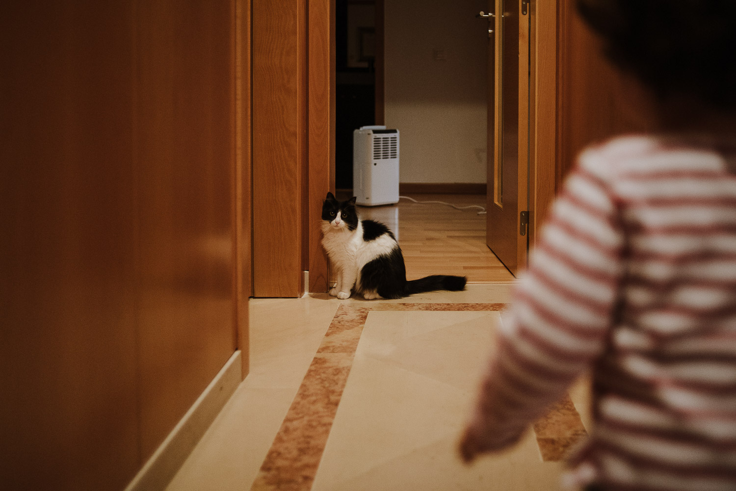 toddler looking his cat - portugal wedding photographer family photographer