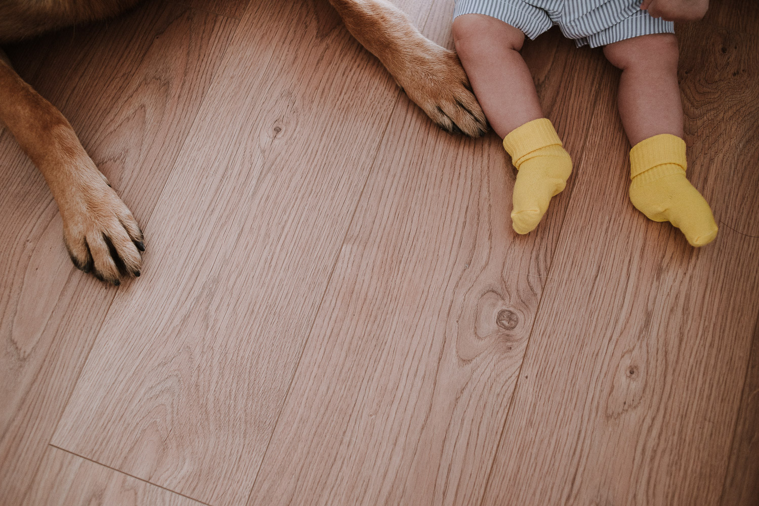baby's feet and dog's paws - family wedding photographer portugal